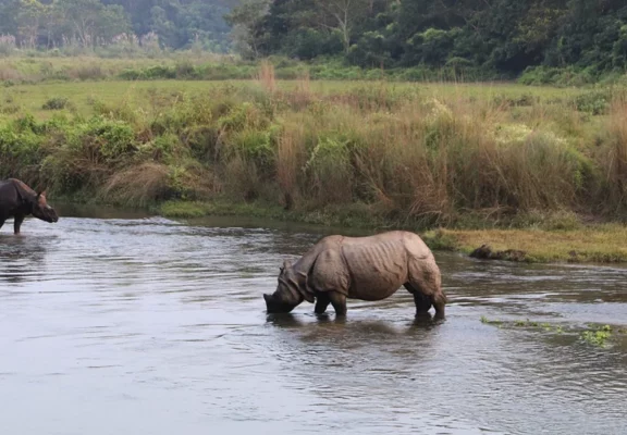 rhinoceros see during Chitwan highlights tour