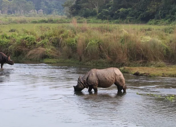 rhinoceros see during Chitwan highlights tour