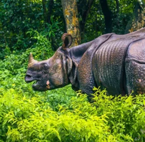 Chitwan Luxury Tour