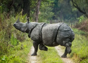 Chitwan National Park Safari